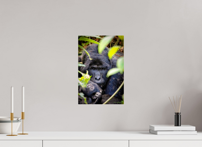 Silverback with his baby