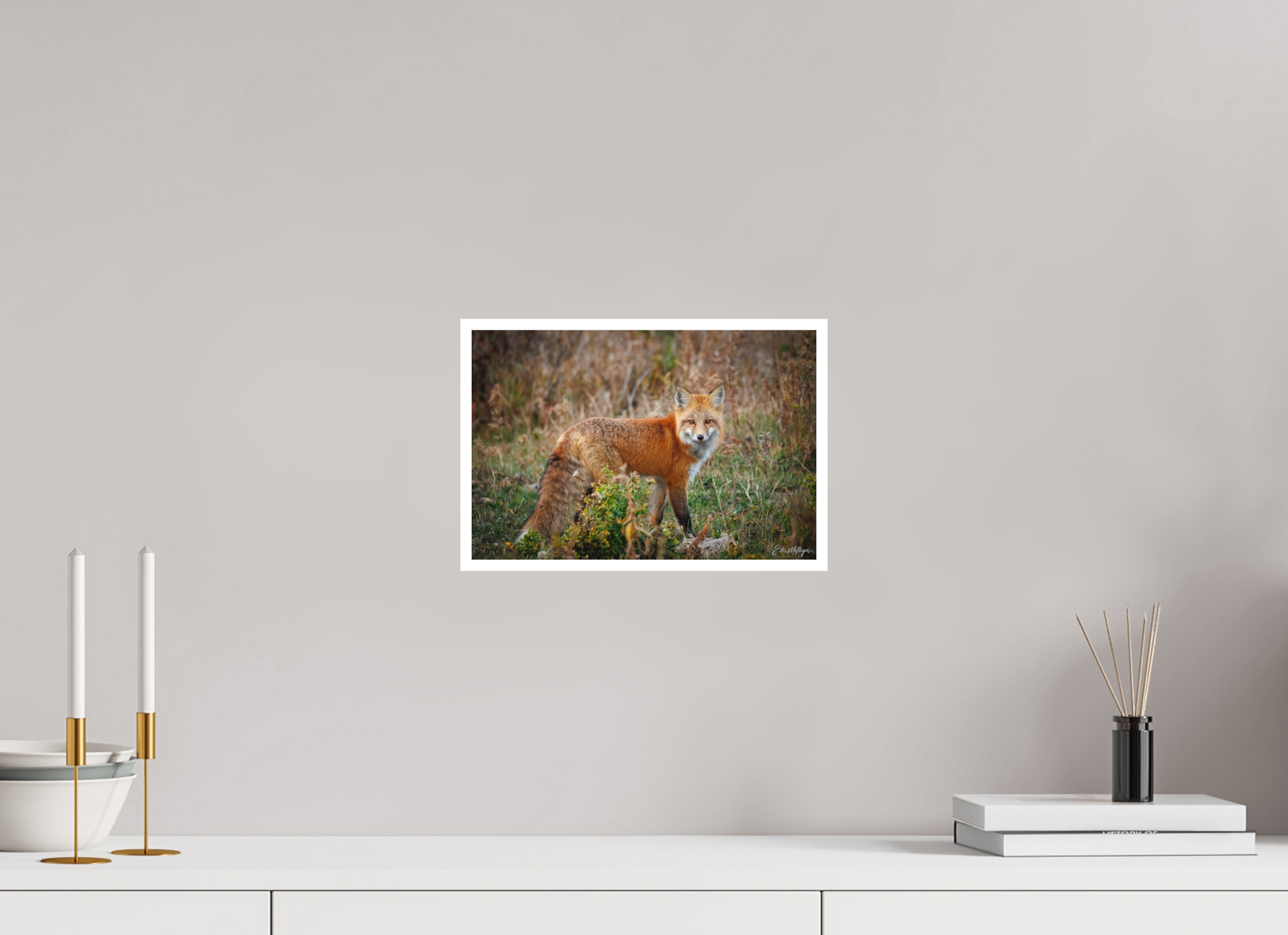 12 x 8″, Fine art print "Ember in the Grass" - Red Fox