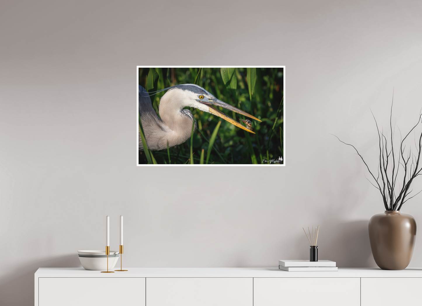 Great blue heron catching lunch