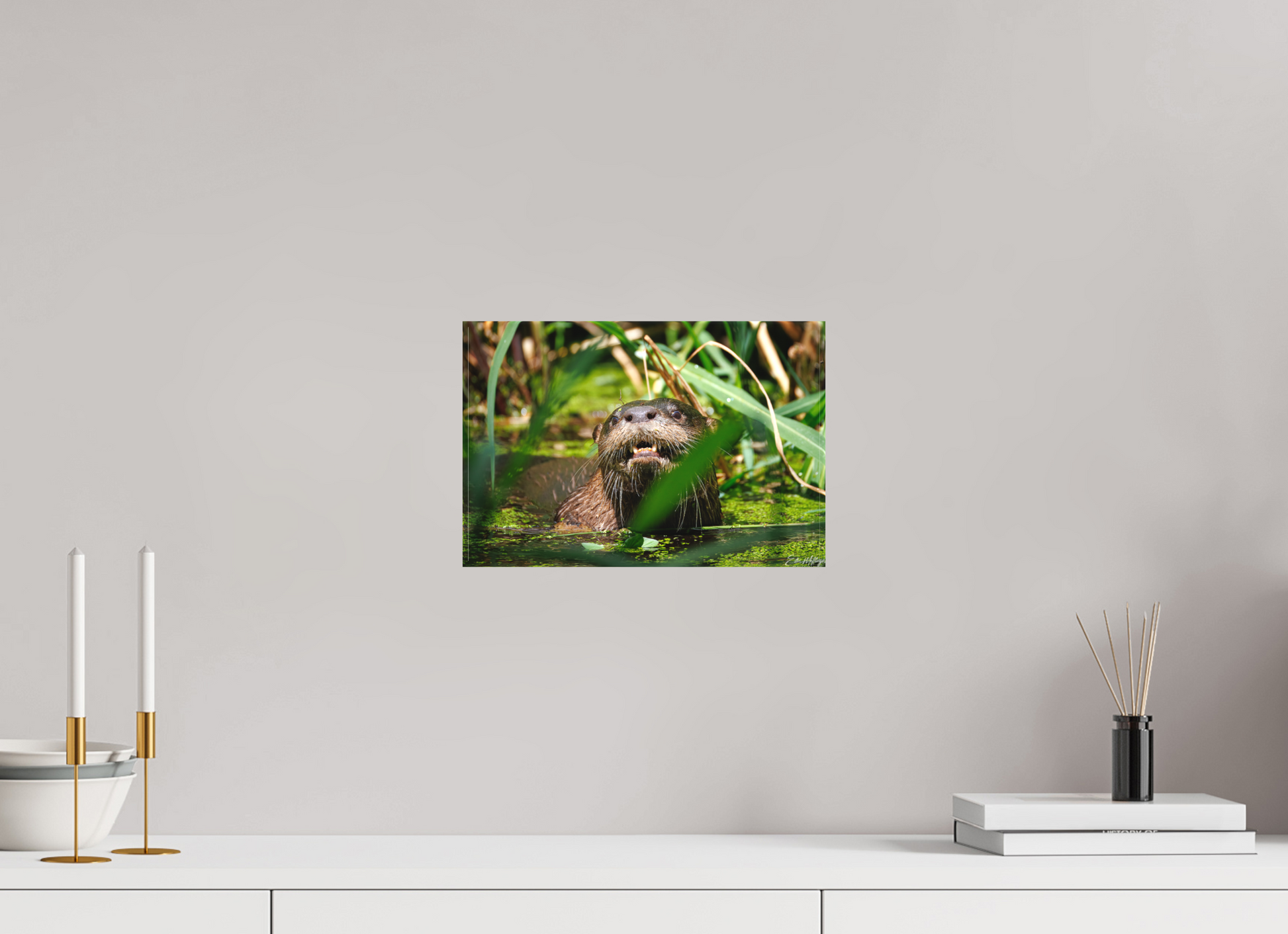 12 x 8″, Canvas "Swamp Watcher" - American river otter