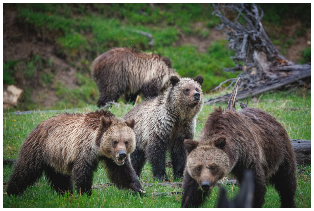 Main image "Family Watch" - Grizzly Bears