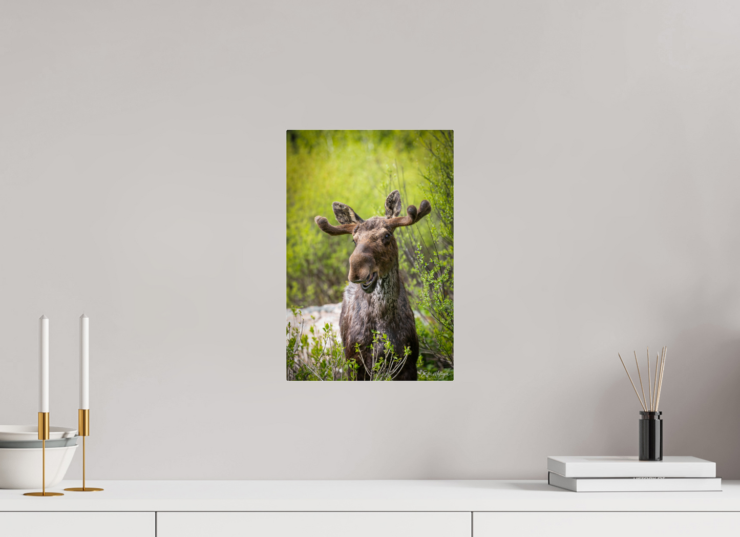 10 x 15″, Acrylic "Willow Smile" - Moose