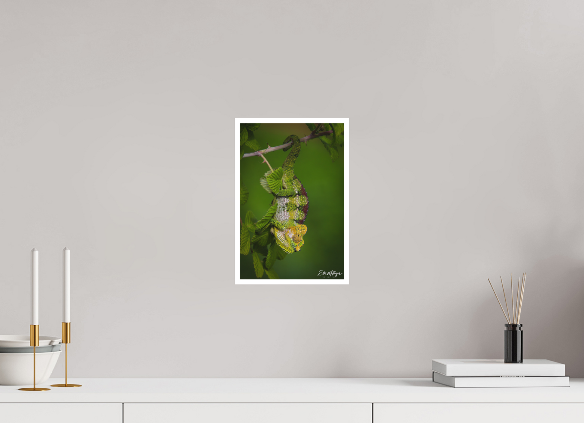 8 x 12″, Fine art print "Emerald Acrobat" - Chameleon of the Rainforest