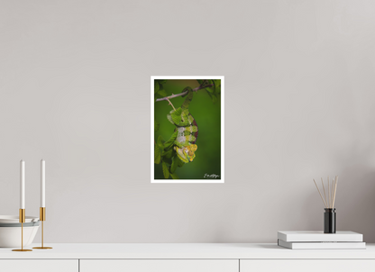 8 x 12″, Fine art print "Emerald Acrobat" - Chameleon of the Rainforest