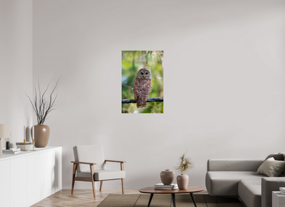 24 x 36″, Acrylic "..." - Barred Owl
