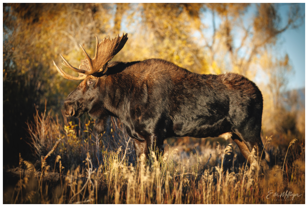 Main image "Monarch of Gros Ventre - Presence" - Bull Moose