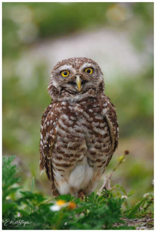 Main image "Wide-Eyed Wonder" - Burrowing Owl