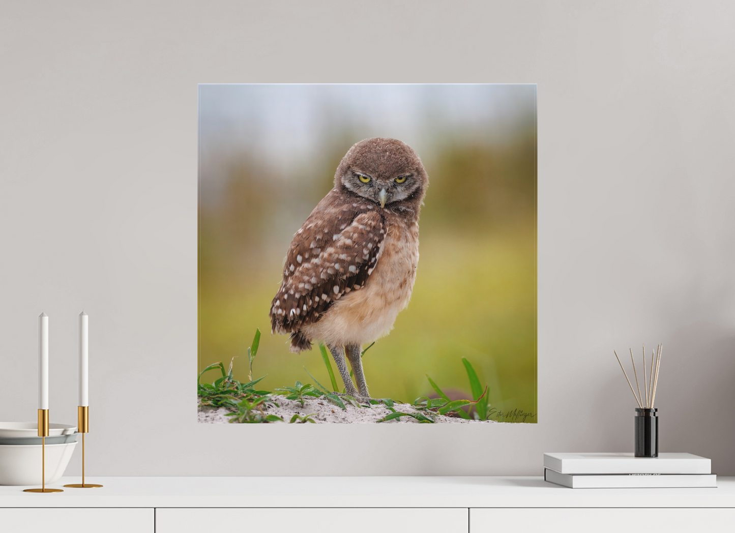 20 x 20″, Canvas "The Stare Down" - Burrowing owlet