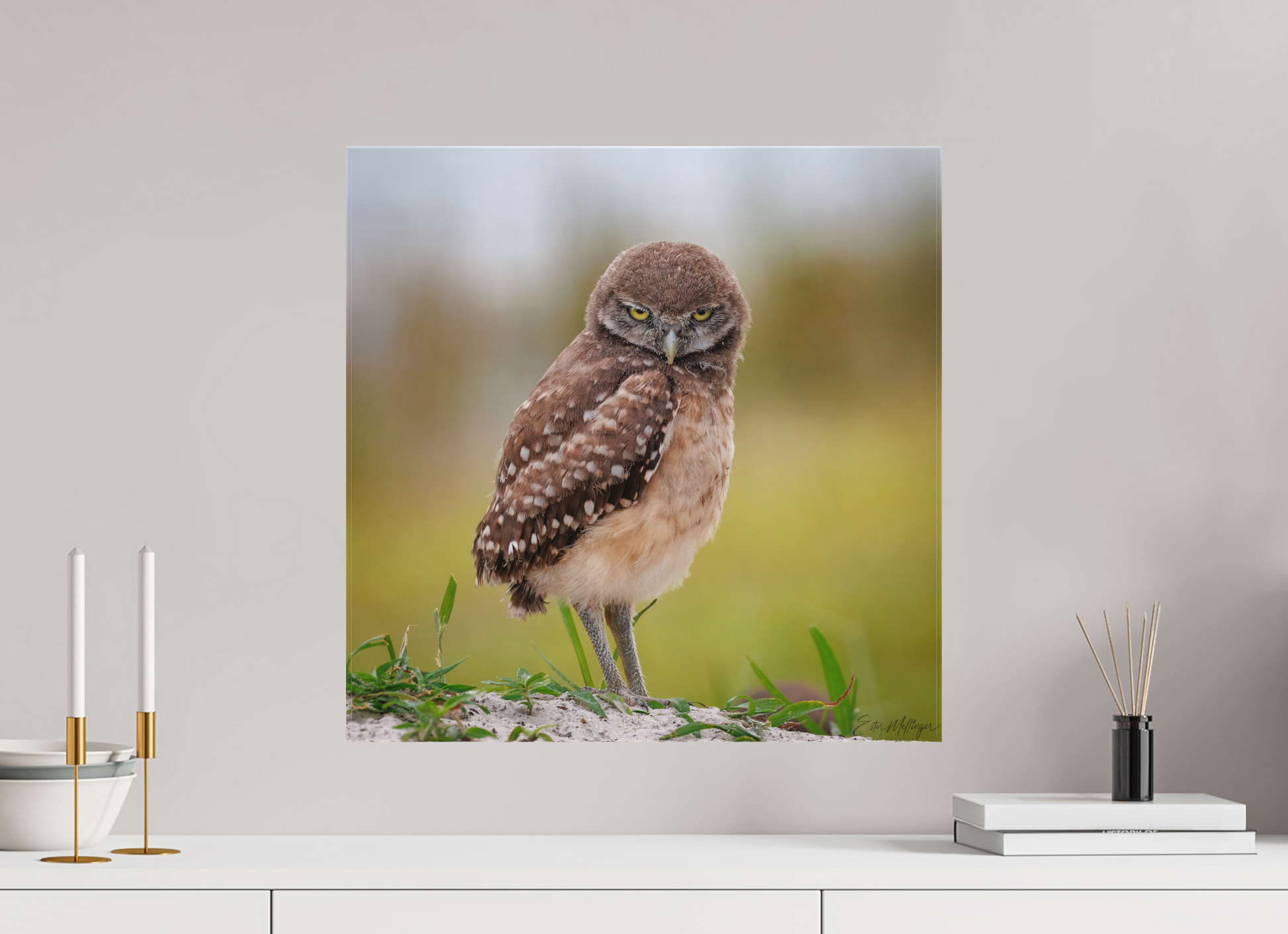 20 x 20″, Canvas "The Stare Down" - Burrowing owlet