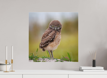 20 x 20″, Canvas "The Stare Down" - Burrowing owlet