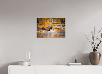 24 x 16″, Canvas "Grace of Gros Ventre" - Moose