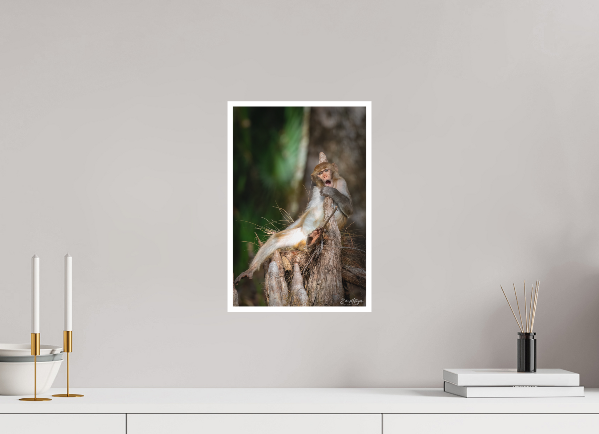 10 x 15″, Fine art print "Silver Song" - Rhesus Macaque