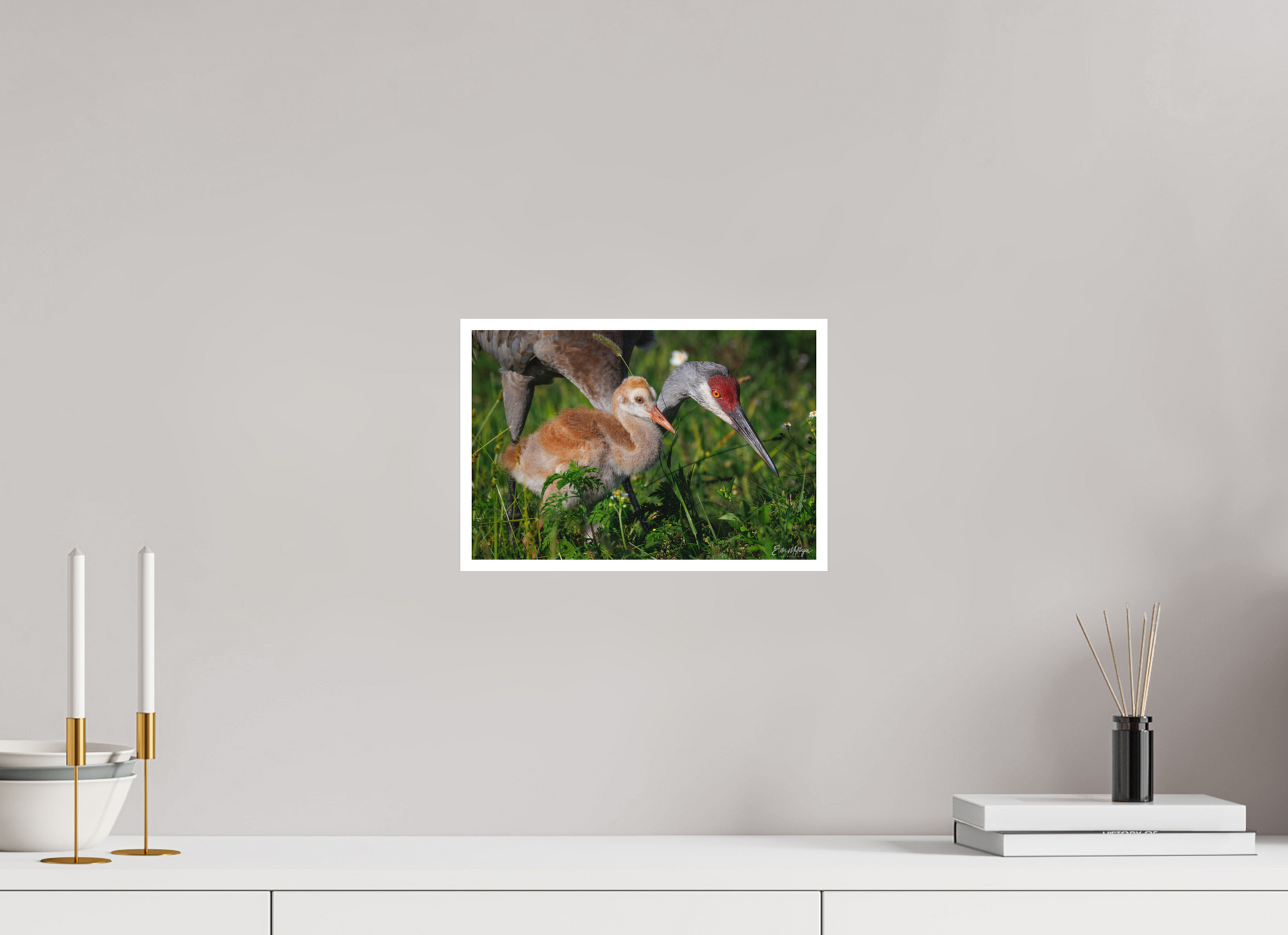 12 x 8″, Fine art print "Guiding the Next Generation" - Sandhill Cranes