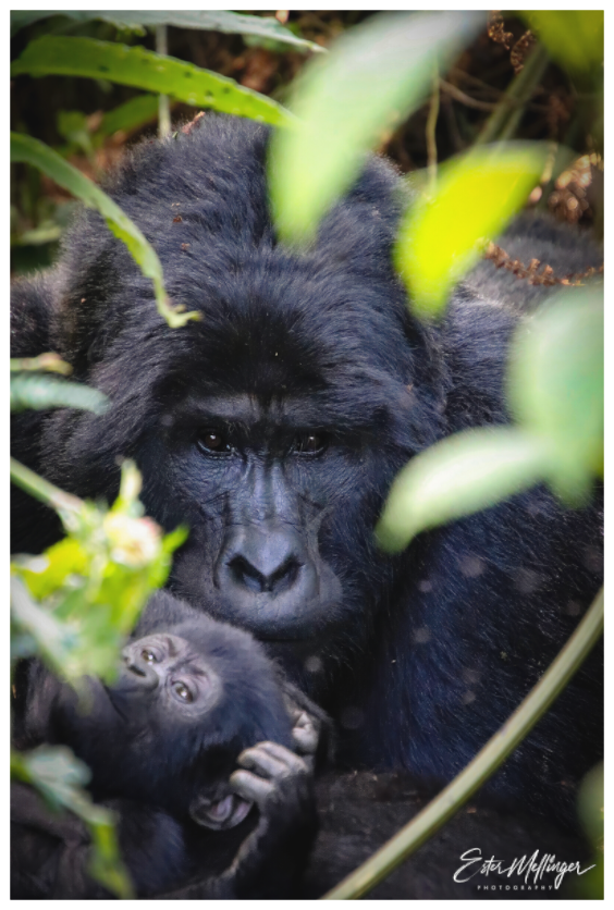 Main image "The Watchful One' - Silverback and his young