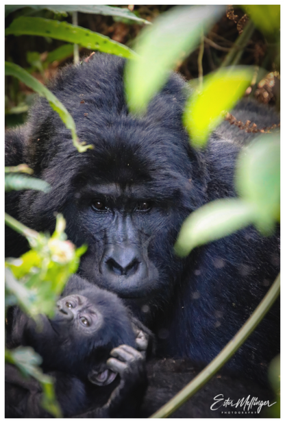 Main image "The Watchful One' - Silverback and his young