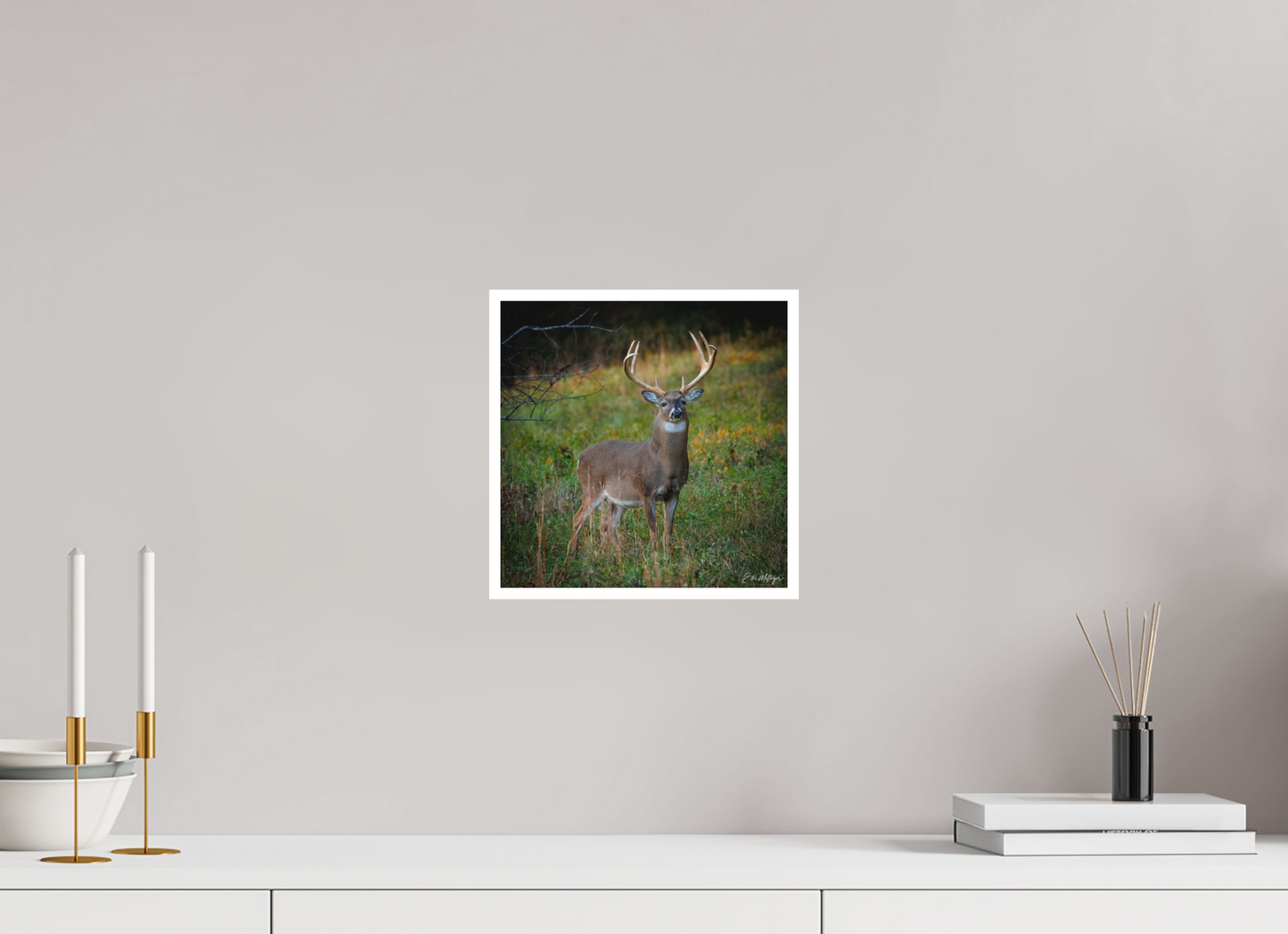 10 x 10″, Fine art print "Majesty of the cove" - White-tailed Buck