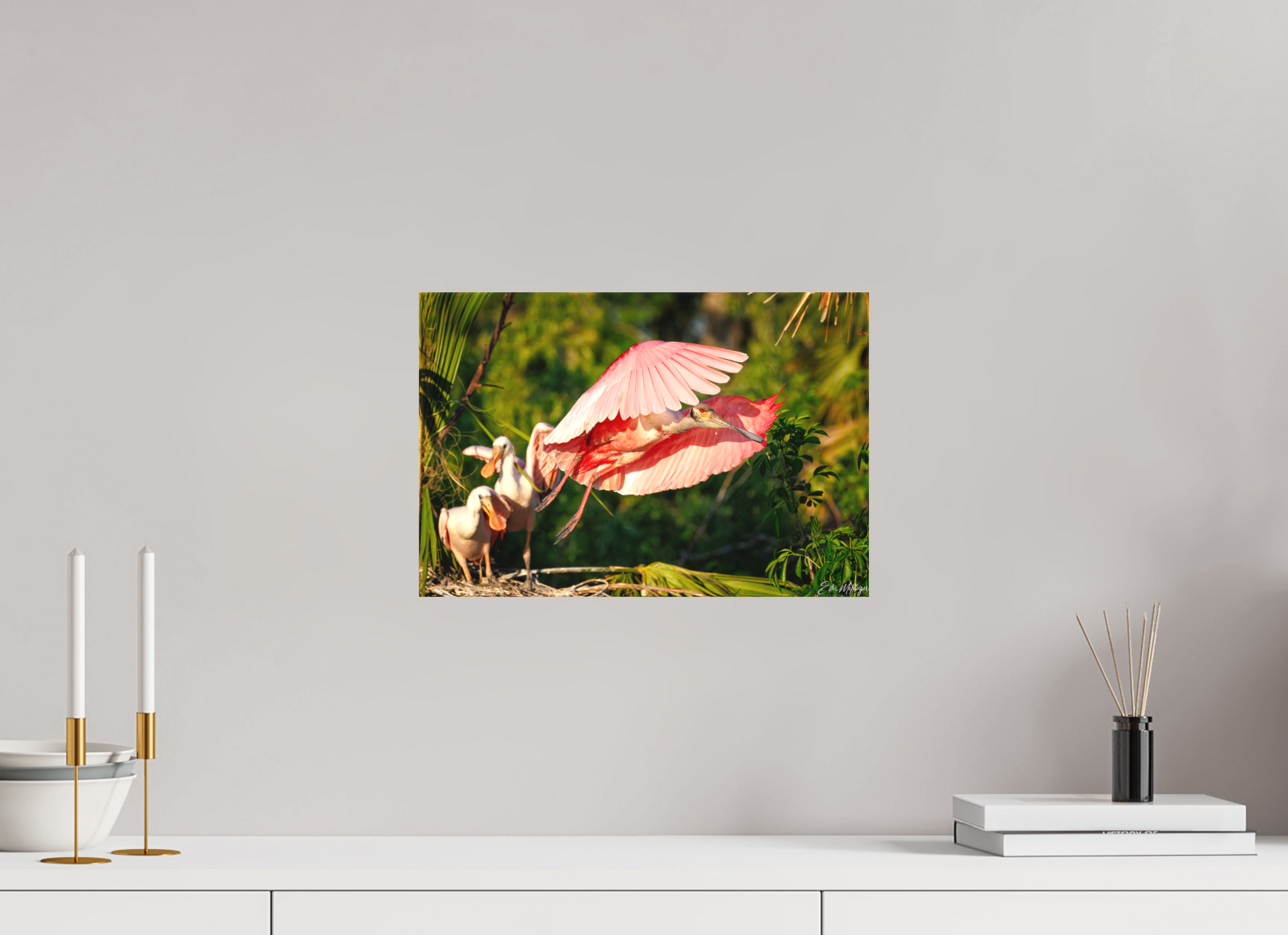 15 x 10″, Canvas "After the Feeding" - Roseate Spoonbill