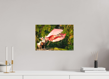 15 x 10″, Canvas "After the Feeding" - Roseate Spoonbill