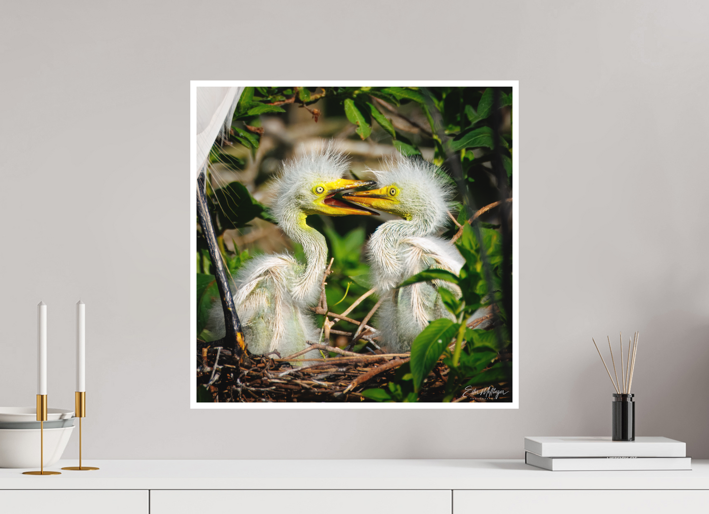 20 x 20″, Fine art print "Fluffy Dinosaurs" - Baby Great Egrets