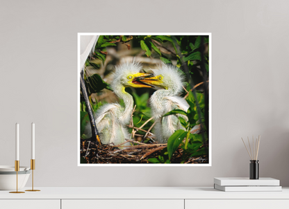 20 x 20″, Fine art print "Fluffy Dinosaurs" - Baby Great Egrets