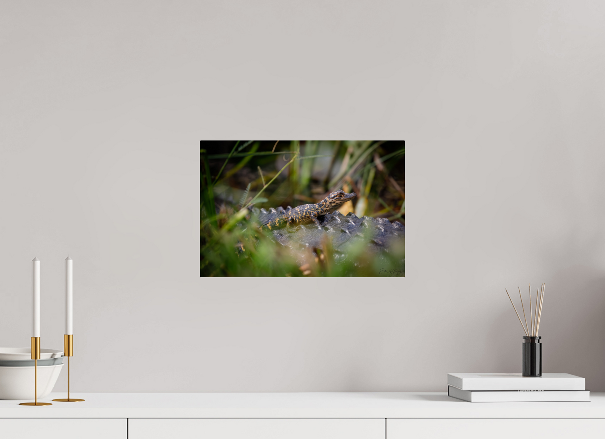 15 x 10″, Acrylic "Backseat Explorer" - Baby Alligator