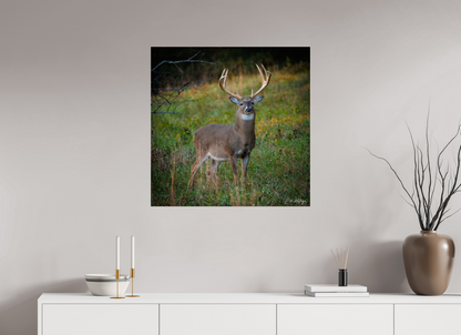 30 x 30″, Acrylic "Majesty of the cove" - White-tailed Buck