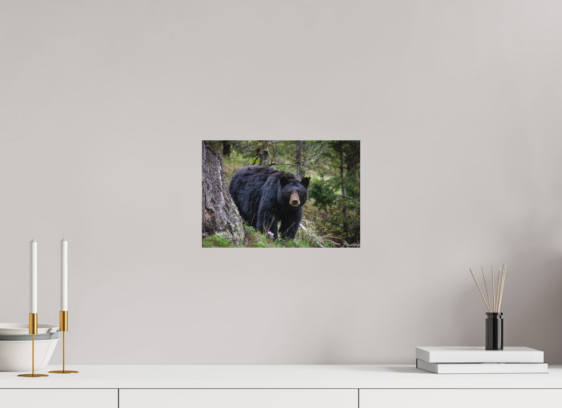 12 x 8″, Canvas "Silent Gaze" - Black Bear