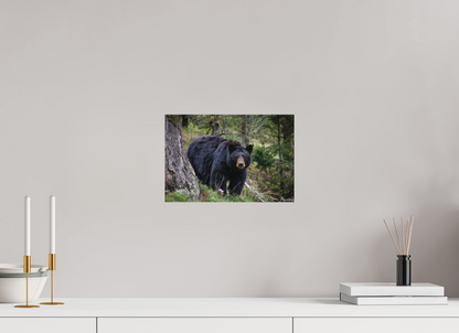 12 x 8″, Canvas "Silent Gaze" - Black Bear
