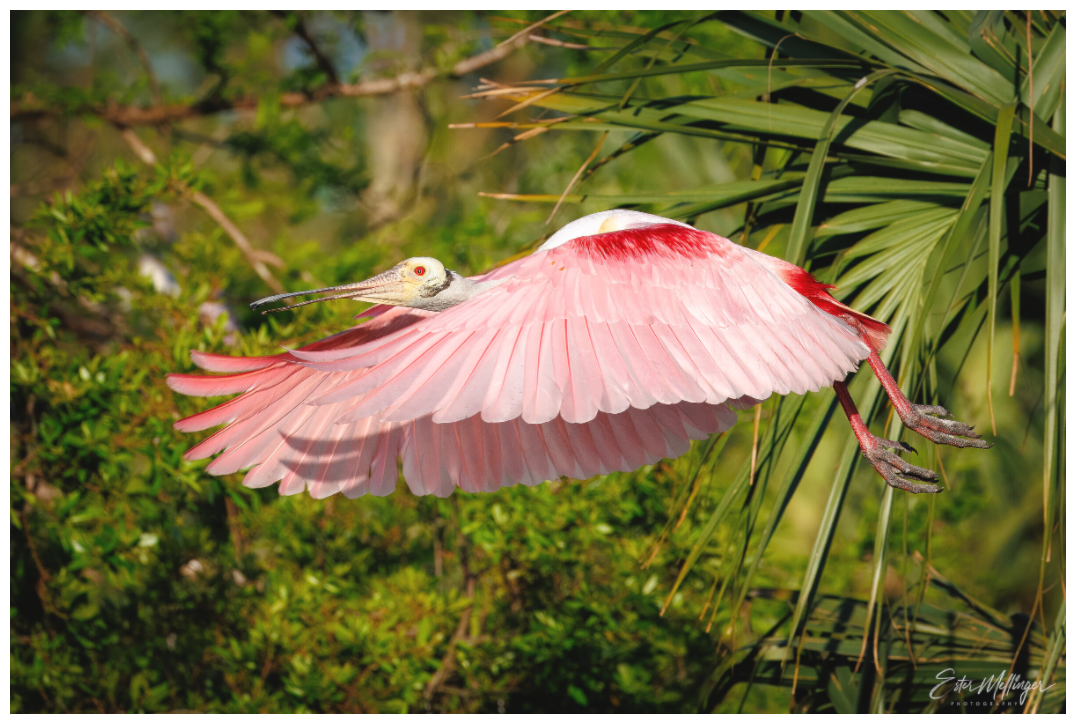Main image "Pink Passage" - Roseate Spoonbill