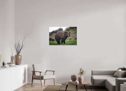 36 x 24″, Metal "Stormy Charm" - Grizzly Bear
