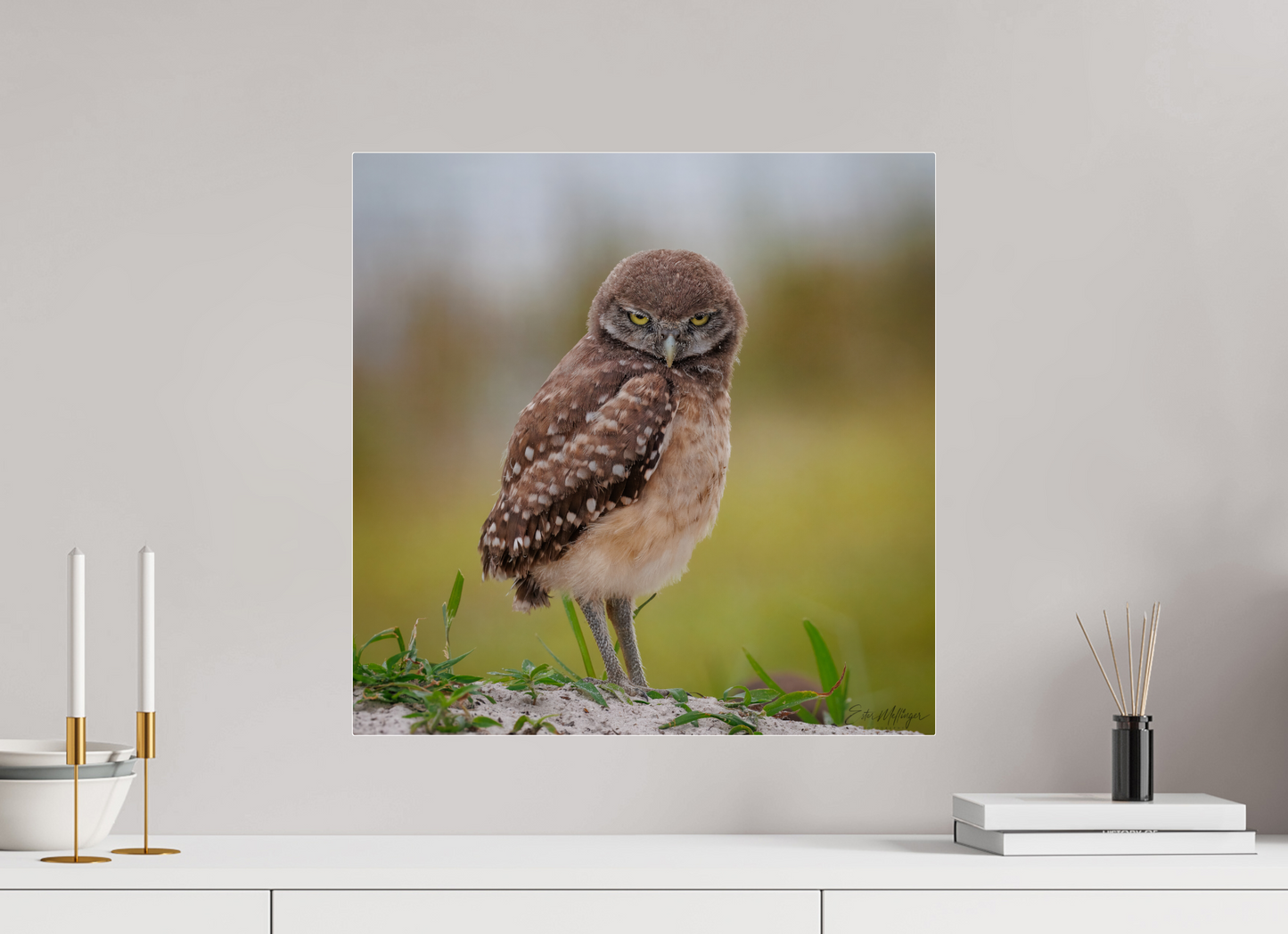 20 x 20″, Acrylic "The Stare Down" - Burrowing owlet