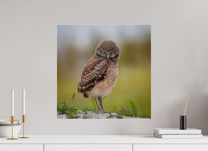 20 x 20″, Acrylic "The Stare Down" - Burrowing owlet
