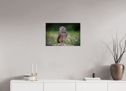 Burrowing owl stare down