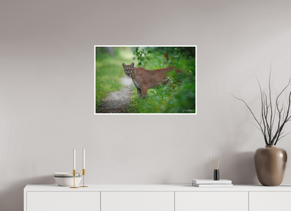 30 x 20″, Fine art print Ghost of the Green Forest - Florida Panther