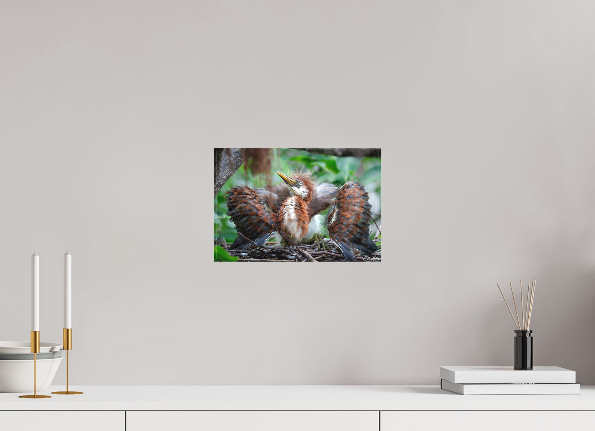 12 x 8″, Canvas "Finding My Wings" - Tricolored Heron