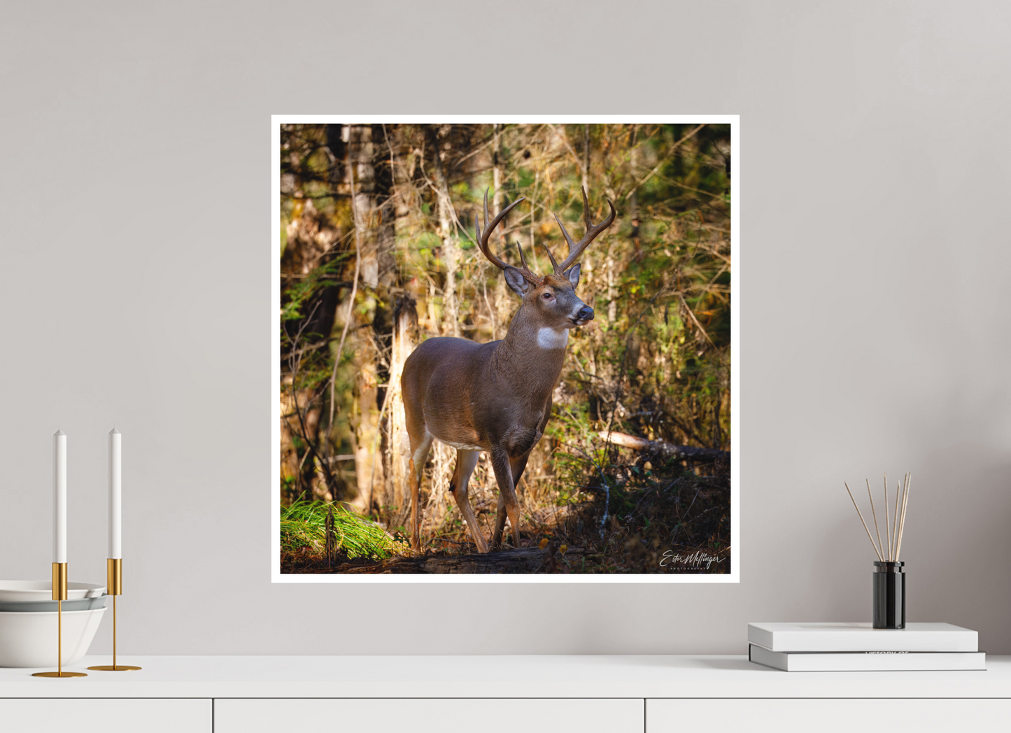 20 x 20″, Fine art print "King of the Timberline" - White-tailed Buck
