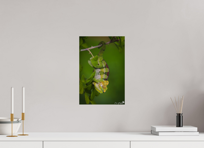 Chameleon