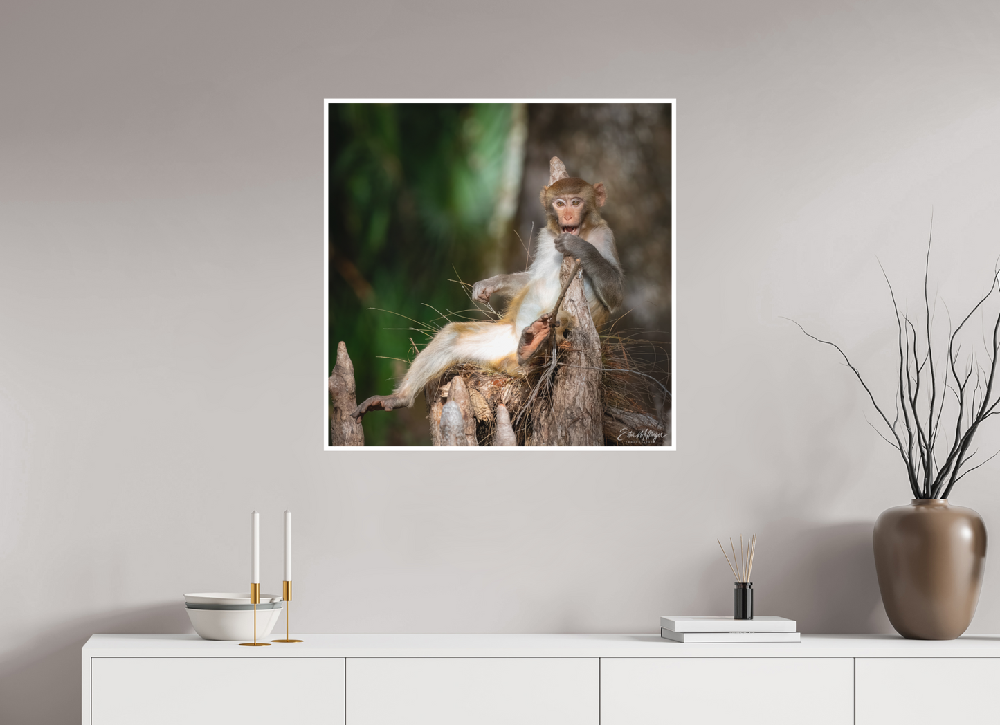 30 x 30″, Fine art print "Silver Song" - Rhesus Macaque