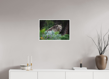 24 x 16″, Fine art print "Gentle Yawn" - Grizzly Bear