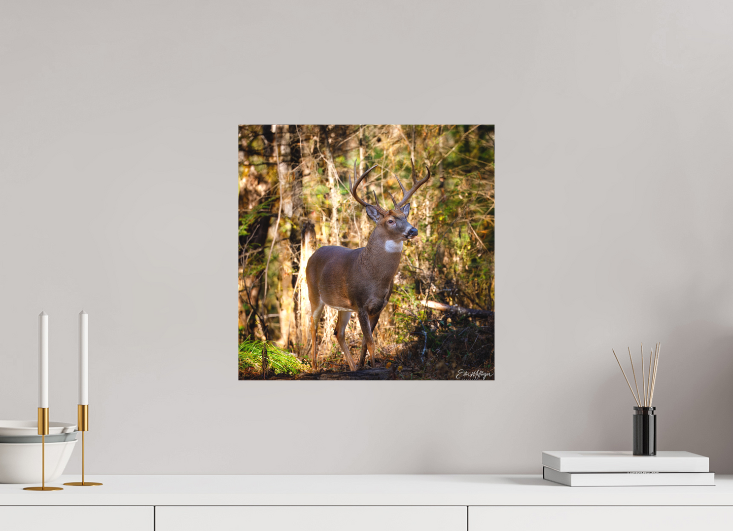 15 x 15″, Canvas "King of the Timberline" - White-tailed Buck