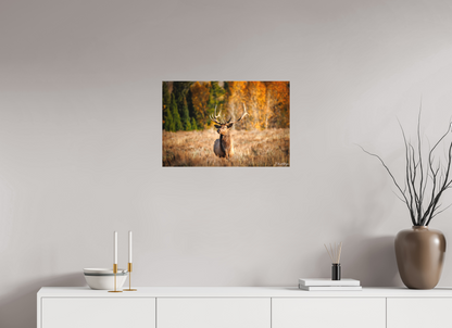 24 x 16″, Canvas "Autumn Sentinel" - Bull Elk