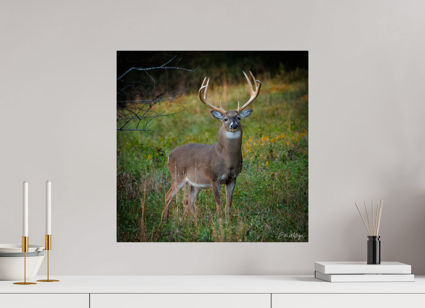 20 x 20″, Metal "Majesty of the cove" - White-tailed Buck