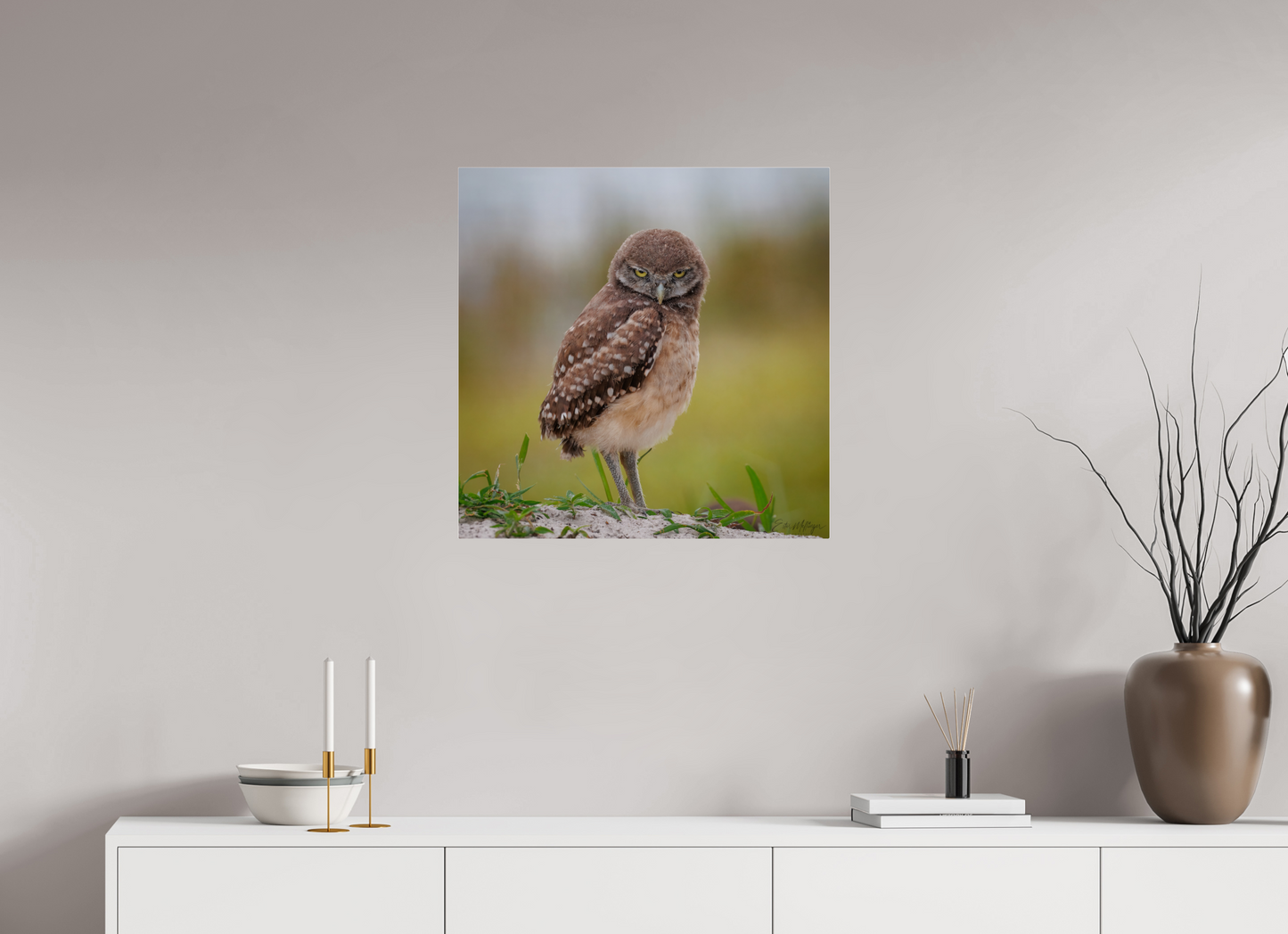 25 x 25″, Acrylic "The Stare Down" - Burrowing owlet