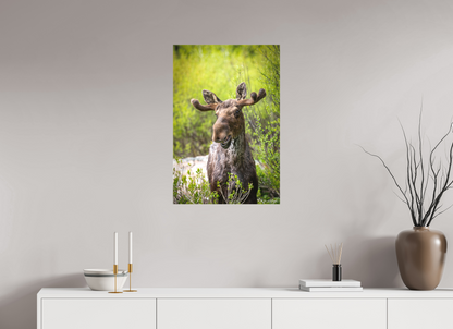 20 x 30″, Canvas "Willow Smile" - Moose