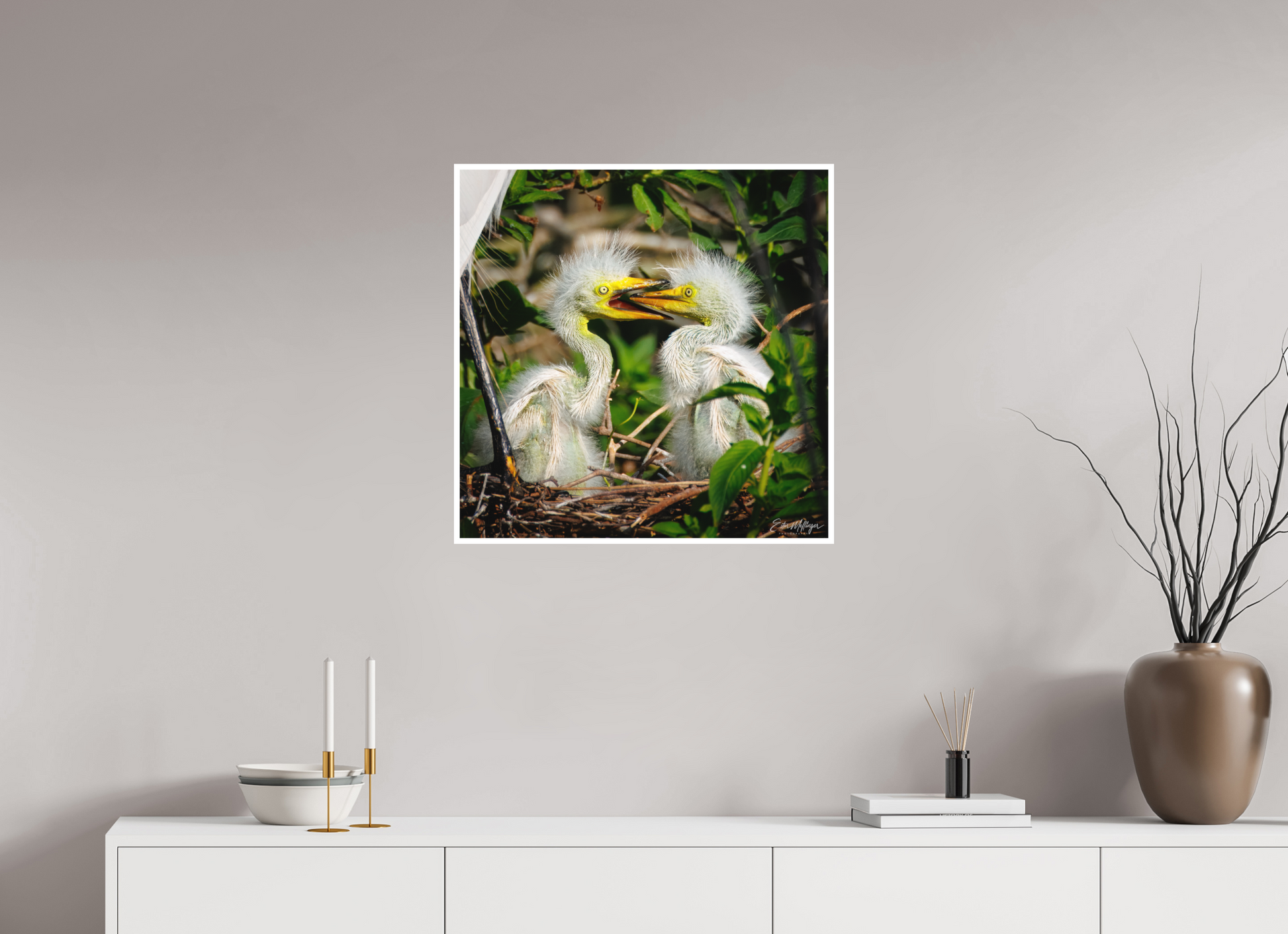 25 x 25″, Fine art print "Fluffy Dinosaurs" - Baby Great Egrets