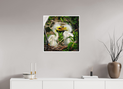 25 x 25″, Fine art print "Fluffy Dinosaurs" - Baby Great Egrets