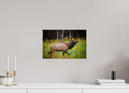 15 x 10″, Acrylic "The Challenger" - Elk