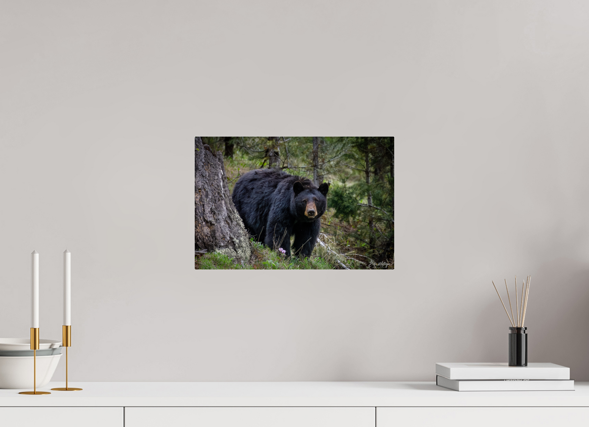 15 x 10″, Acrylic "Silent Gaze" - Black Bear