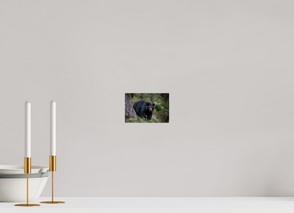 Black bear stare