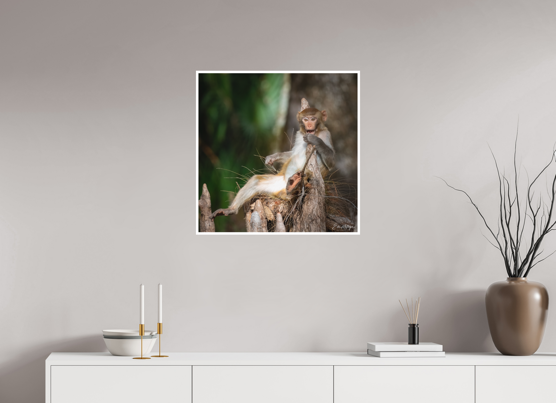 25 x 25″, Fine art print "Silver Song" - Rhesus Macaque